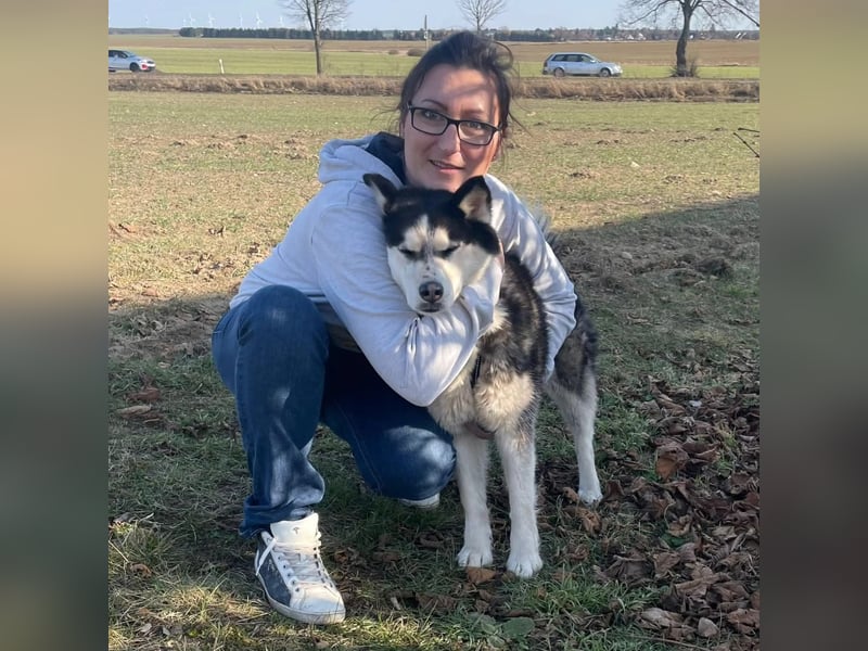 Ältere, fitte Huskyhündin