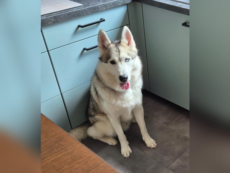 Snow, 4 Jahre, männlich