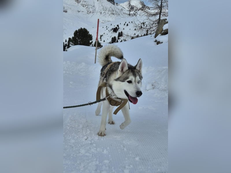 Snow, 4 Jahre, männlich