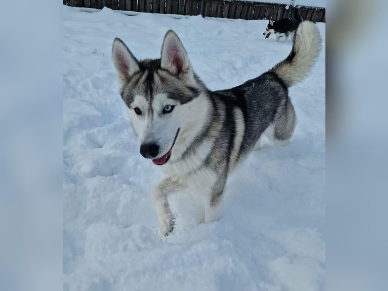 Snow, 4 Jahre, männlich