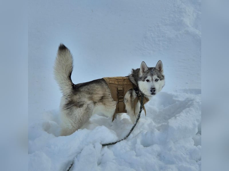 Snow, 4 Jahre, männlich