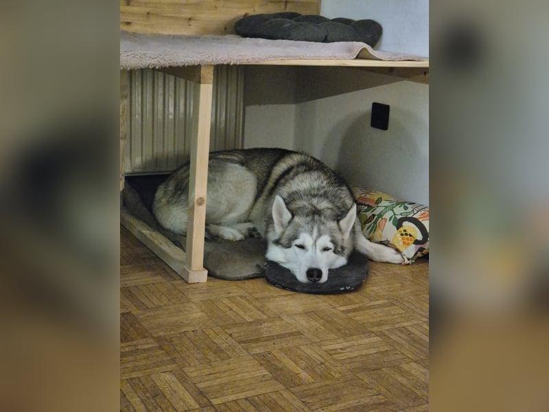 Snow, 4 Jahre, männlich