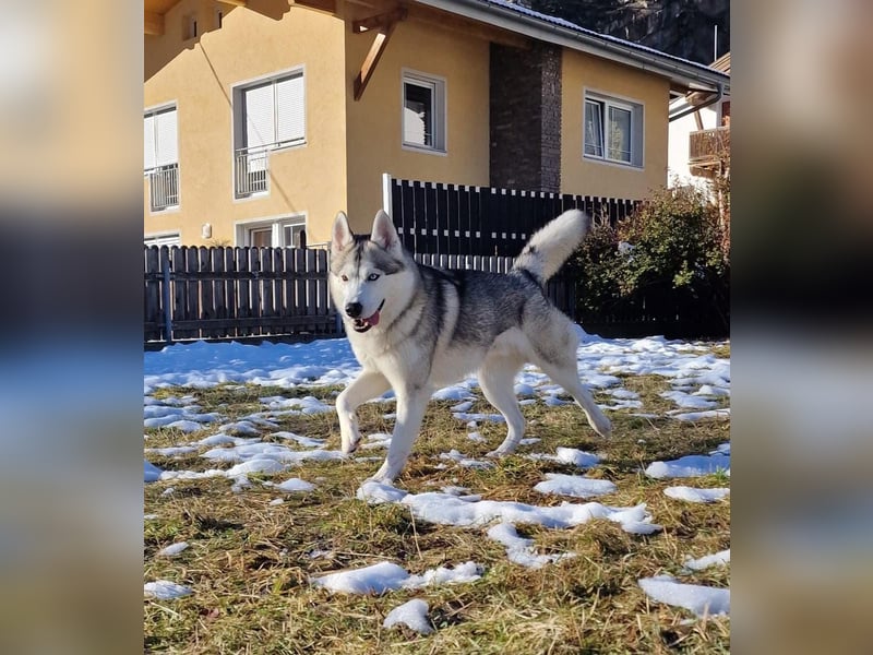 Snow, 4 Jahre, männlich