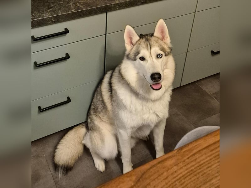 Snow, 4 Jahre, männlich