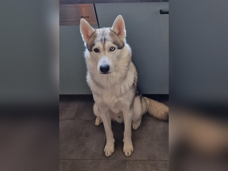 Snow, 4 Jahre, männlich