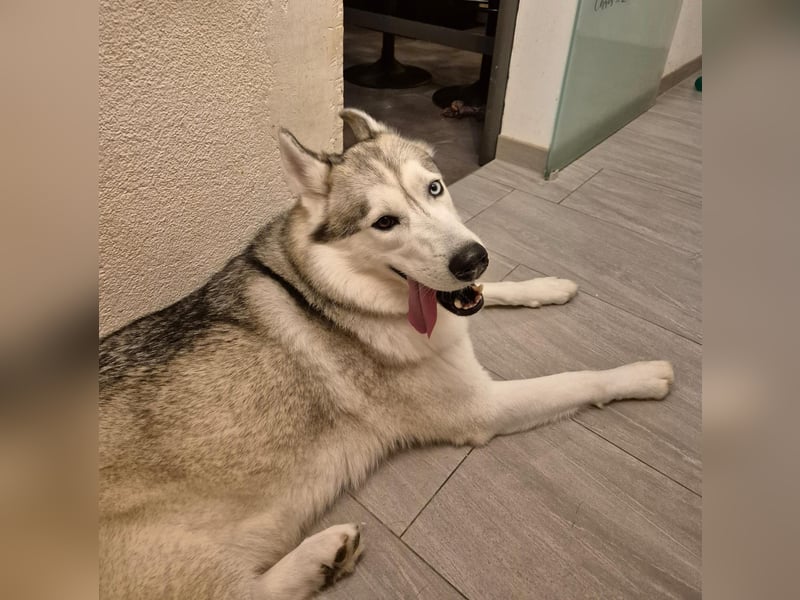 Snow, 4 Jahre, männlich