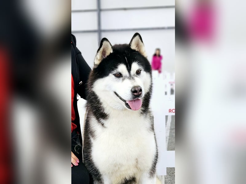 Siberian Husky Mädchen mit FCI-Ahnentafel zu verkaufen
