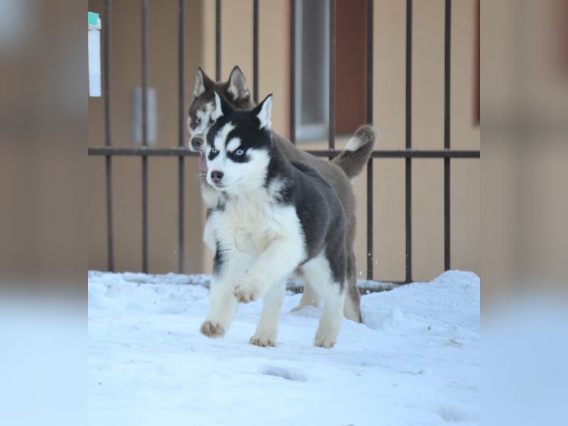 Siberian Husky Mädchen mit FCI-Ahnentafel zu verkaufen