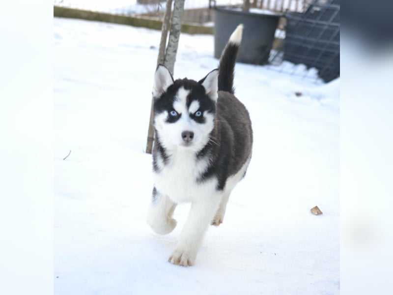 Siberian Husky Mädchen mit FCI-Ahnentafel zu verkaufen