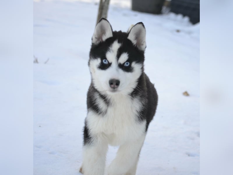 Siberian Husky Mädchen mit FCI-Ahnentafel zu verkaufen