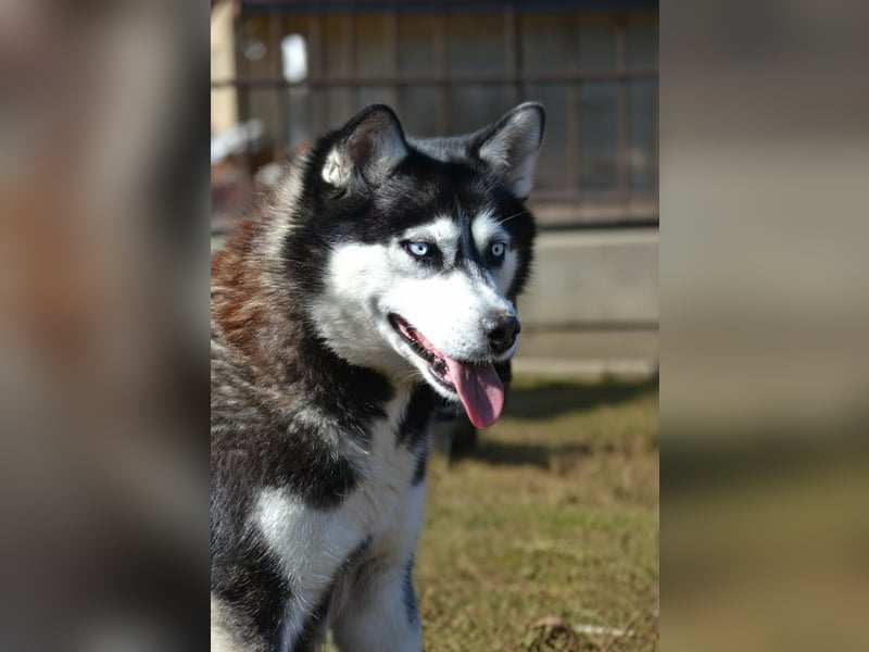 Siberian Husky Mädchen mit FCI-Ahnentafel zu verkaufen
