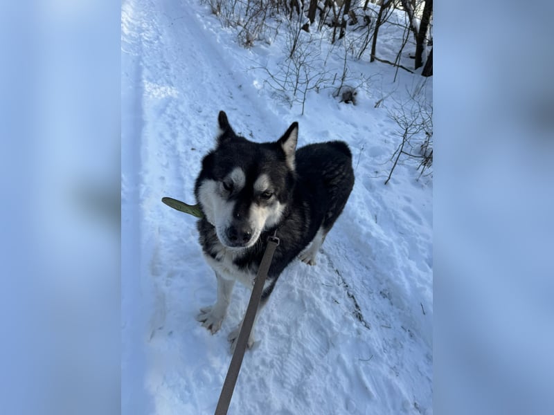 Diego, Sibirian Husky Rüde geb.2017