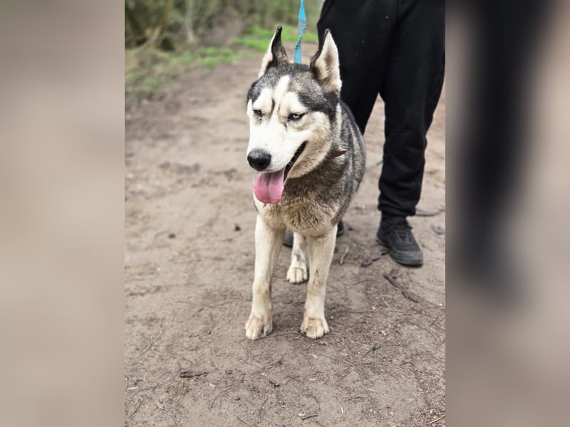 Mylo, Sibirian Husky mit viel Potential geb. 01/2025