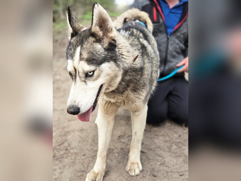 Mylo, Sibirian Husky mit viel Potential geb. 01/2025