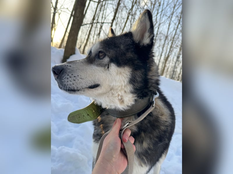 Diego, Sibirian Husky Rüde geb.2017