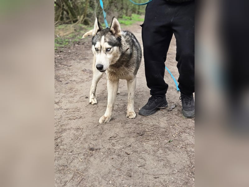 Mylo, Sibirian Husky mit viel Potential geb. 01/2025