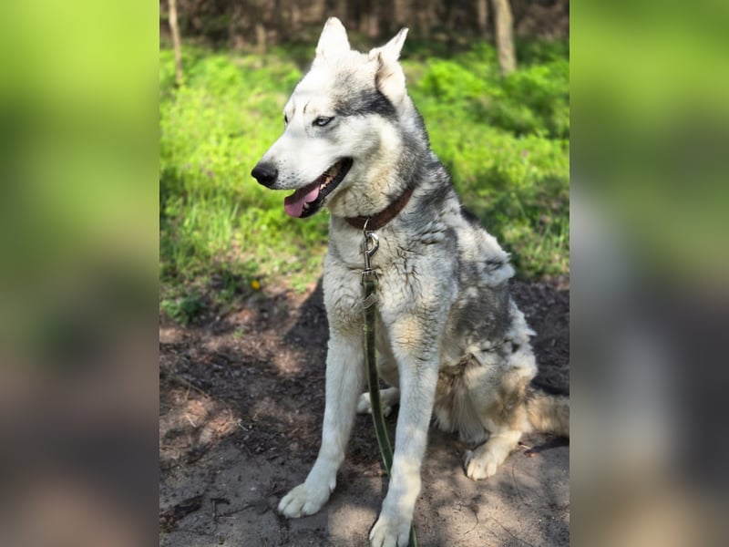 Shrei, menschenbezogener Sibirian Husky geb. 11/2020