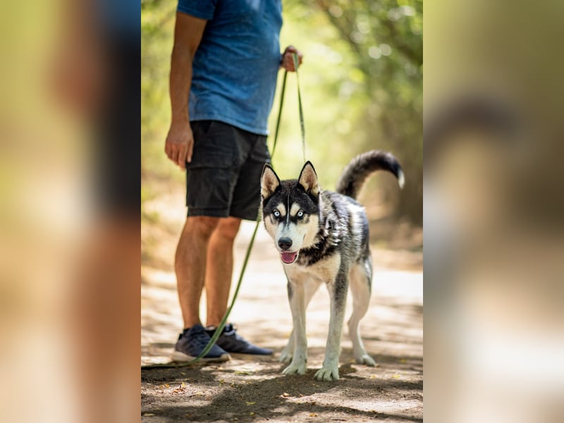Strom, bildhübscher Sibirian Husky Junghund geb. 10/2025