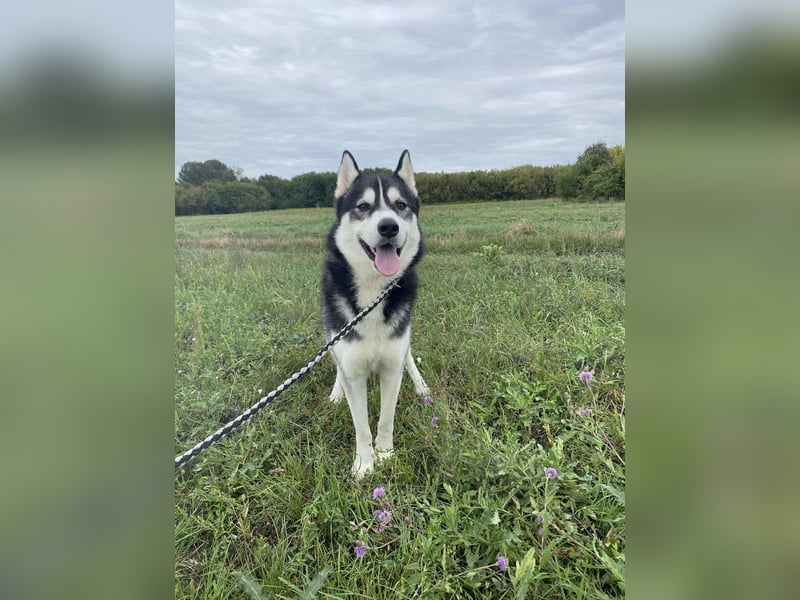 Sky, fröhlicher Sibirian Husky Rüde geb. 2024