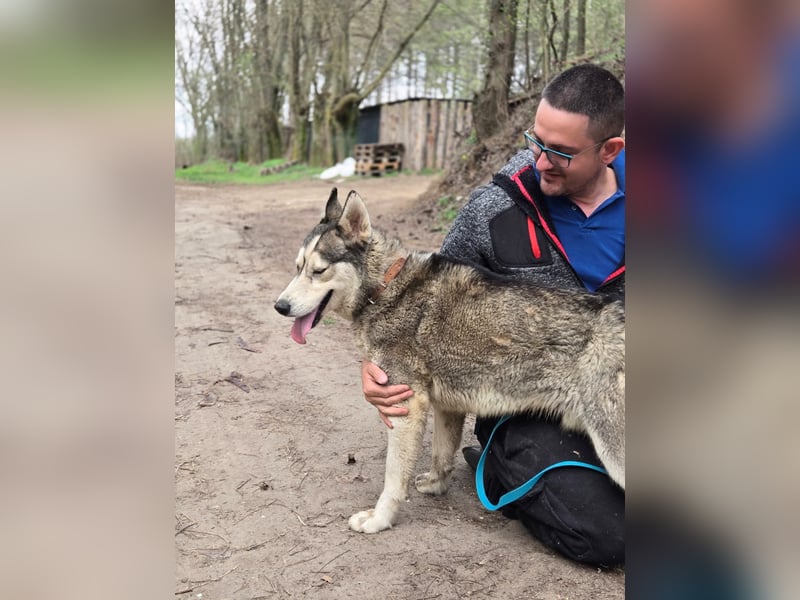 Mylo, Sibirian Husky mit viel Potential geb. 01/2025