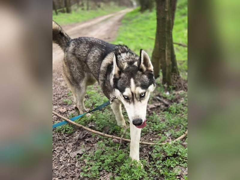 Mylo, Sibirian Husky mit viel Potential geb. 01/2025