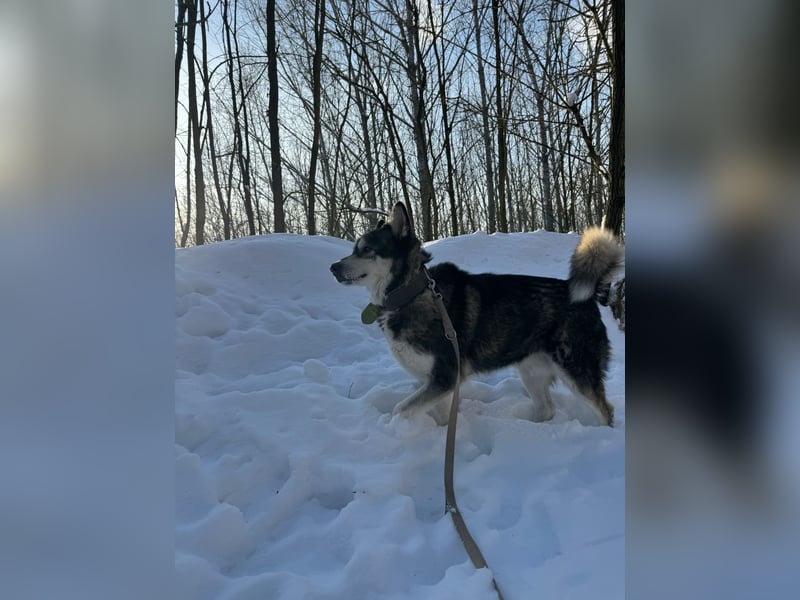 Diego, Sibirian Husky Rüde geb.2017