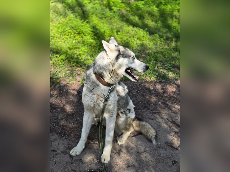 Shrei, menschenbezogener Sibirian Husky geb. 11/2020