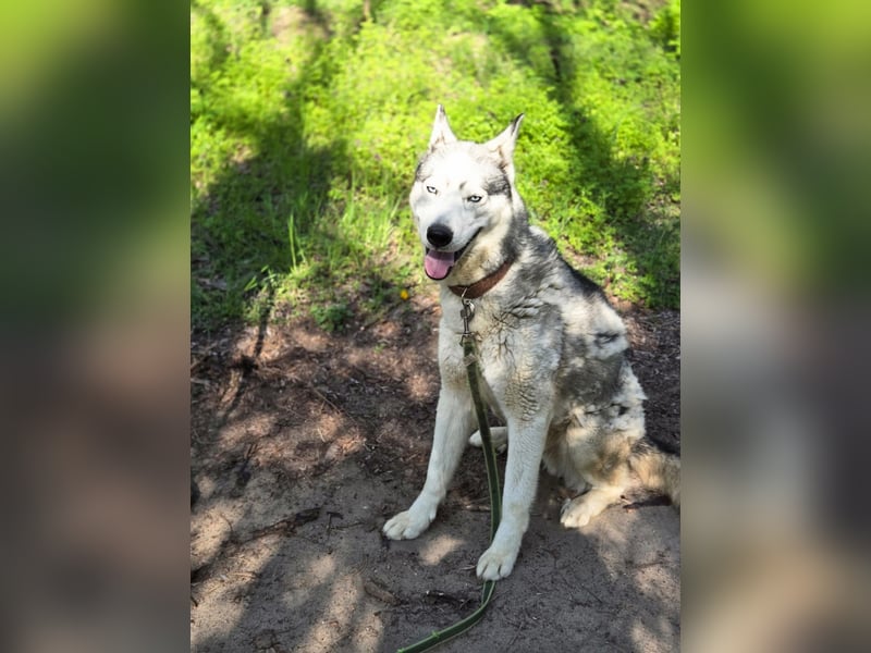 Shrei, menschenbezogener Sibirian Husky geb. 11/2020