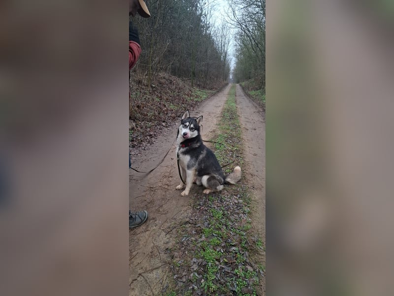 Sky, fröhlicher Sibirian Husky Rüde geb. 2024