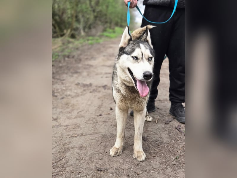 Mylo, Sibirian Husky mit viel Potential geb. 01/2025