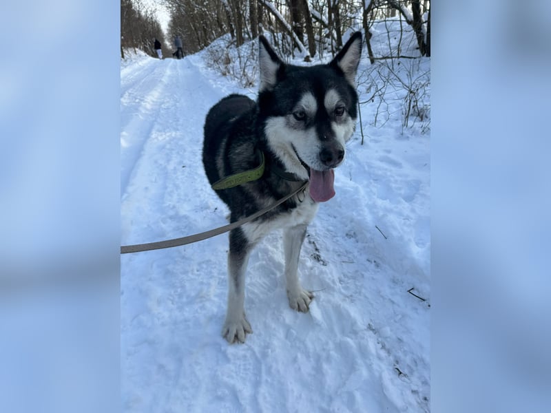 Diego, Sibirian Husky Rüde geb.2017