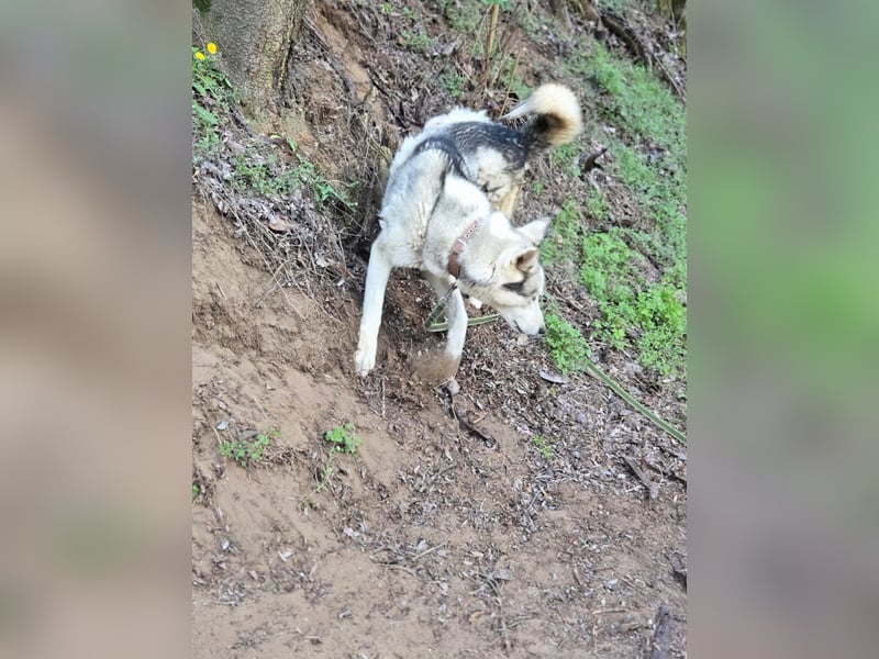 Shrei, menschenbezogener Sibirian Husky geb. 11/2020