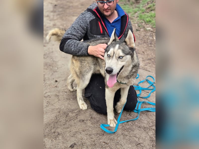 Mylo, Sibirian Husky mit viel Potential geb. 01/2025