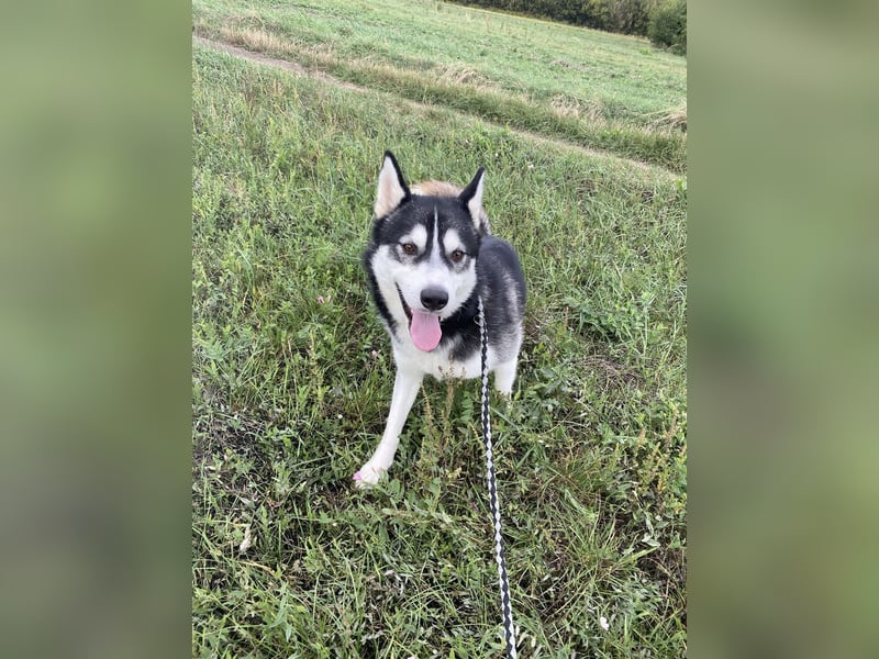Sky, fröhlicher Sibirian Husky Rüde geb. 2024