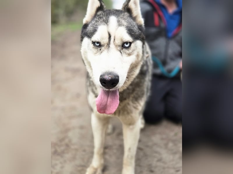 Mylo, Sibirian Husky mit viel Potential geb. 01/2025