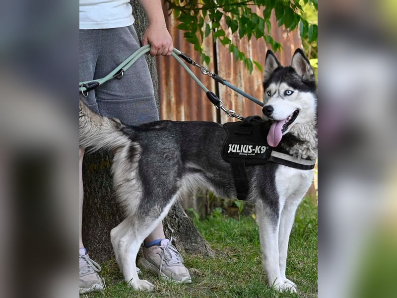 Maya SI - sehr sozial und verträglich