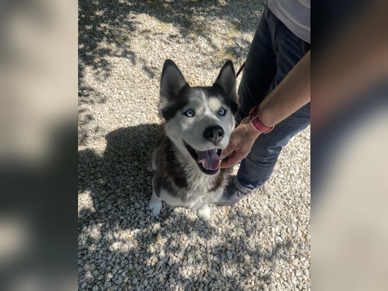 Maya SI - sehr sozial und verträglich