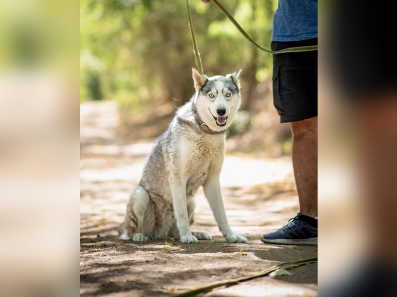 Shrei - ein echter Husky