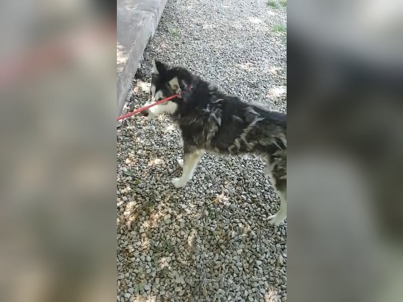 Magnus - SI , ruhig und freundlich