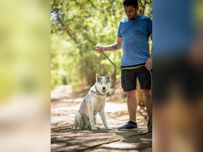 Shrei - ein echter Husky