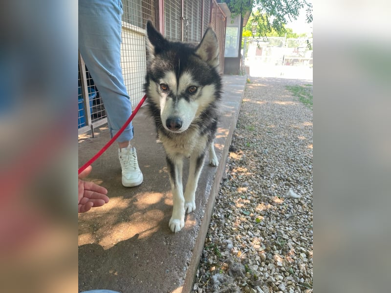 Magnus - SI , ruhig und freundlich