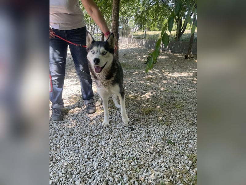 Maya SI - sehr sozial und verträglich