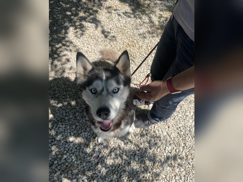 Maya SI - sehr sozial und verträglich