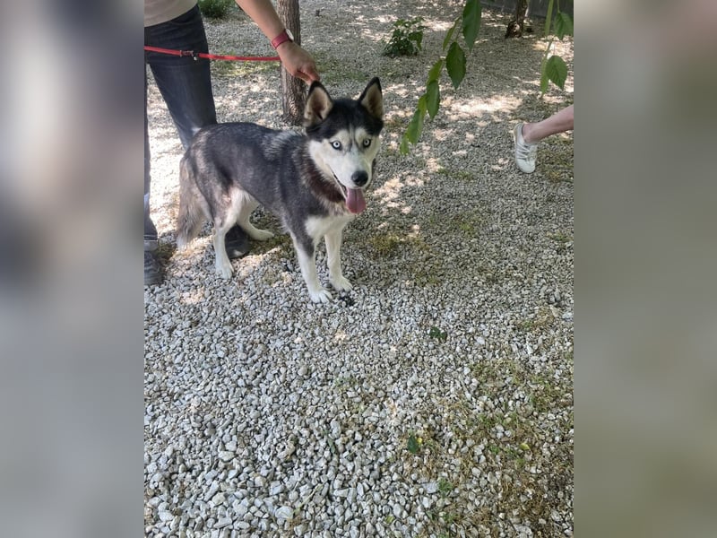 Maya SI - sehr sozial und verträglich