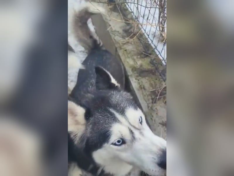 Magnus - SI , ruhig und freundlich