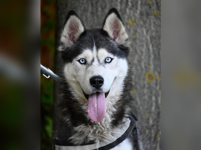 Maya SI - sehr sozial und verträglich