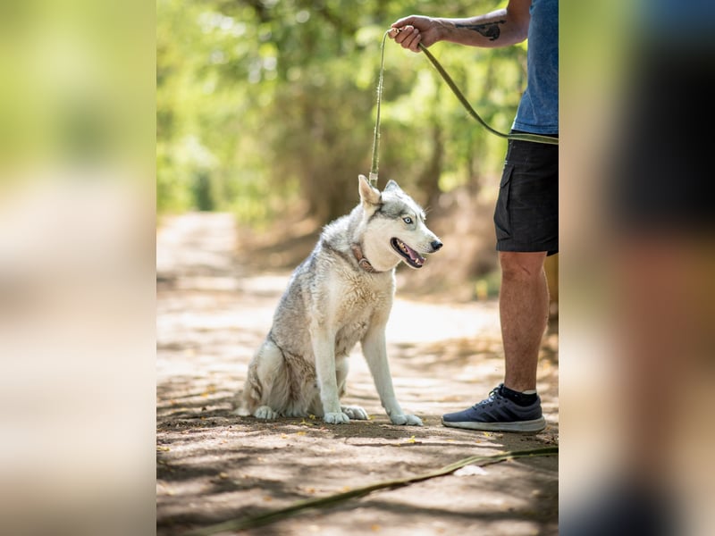 Shrei - ein echter Husky