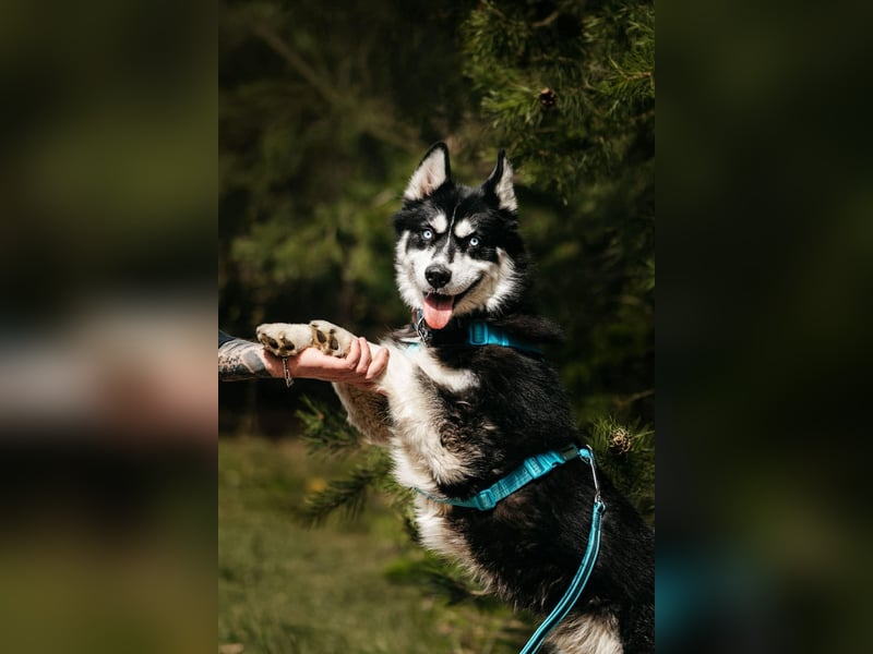 Freundlicher Tyson sucht sein Zuhause