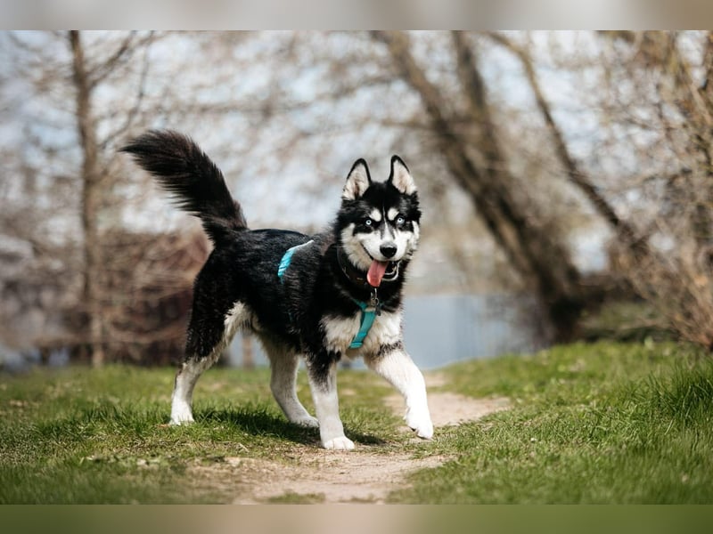 Freundlicher Tyson sucht sein Zuhause
