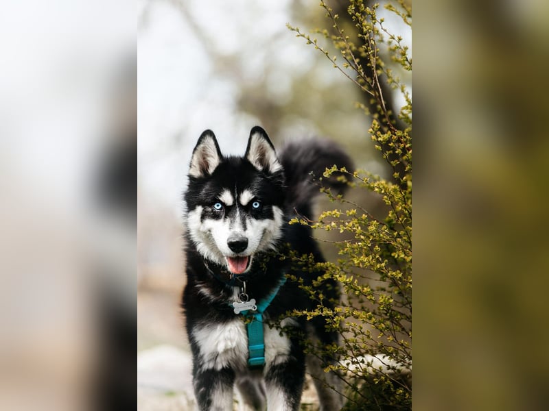 Freundlicher Tyson sucht sein Zuhause